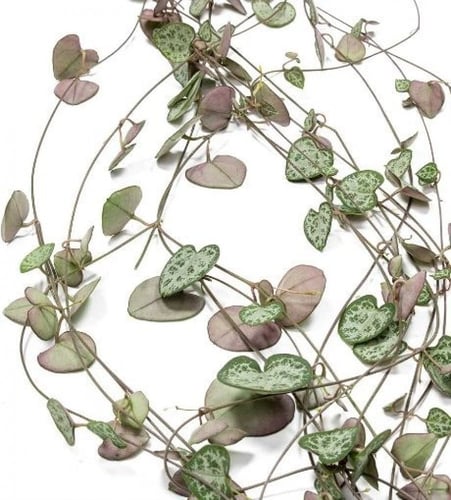 Ceropegia woodii - سيروبيجيا وودي ( سلسلة القلوب )