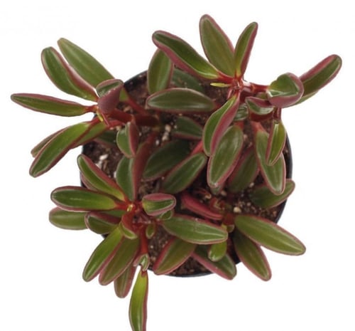 Peperomia Graveolens - ببروميا قرافيونلز