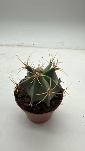 Ferocactus histrix — فيروكاكتوس هستركس