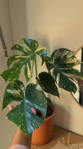 Monater Thai Constellation | High Variegation