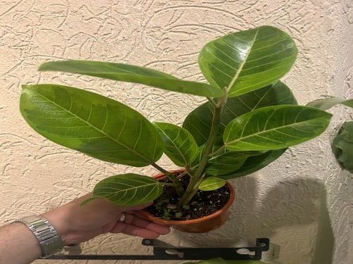 Ficus Altissima Yellow Gem - فيكس الجوهرة الصفراء
