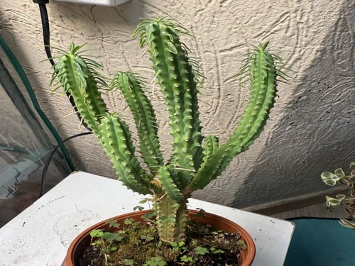 Euphorbia cv ‘Macguffin’ يوفوربيا ‘ماكغَفن