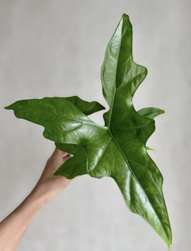 Alocasia Batwing — ألوكاسيا بات وينغ