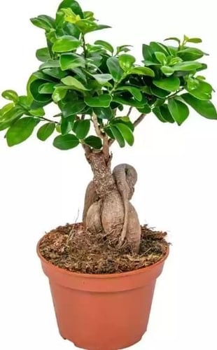 فيكس جنسنغ بونساي - Bonsai Ficus Ginseng