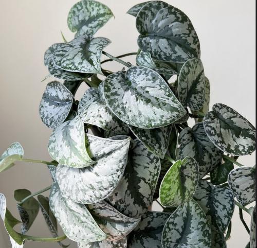 Epipremnum Trebie - Satin Pothos Trebie ابيبريمنيو...