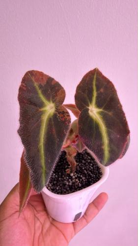 Begonia Listada Pink Variegated