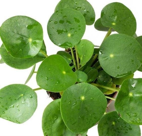 بيليا بيبيميورديس - Pilea peperomioides