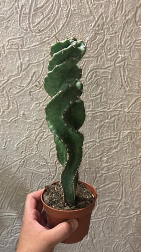 Cereus Forbesii Spiralis - سيريوس فوربيسي سبيراليس