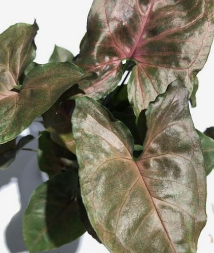 Syngonium Maria Allusion - سونقونيوم ماريا ألوجن