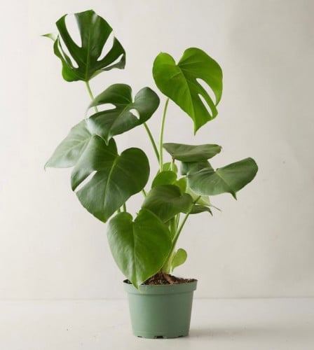 مونستيرا دليسوزا القفص الصدري - Monstera Deliciosa