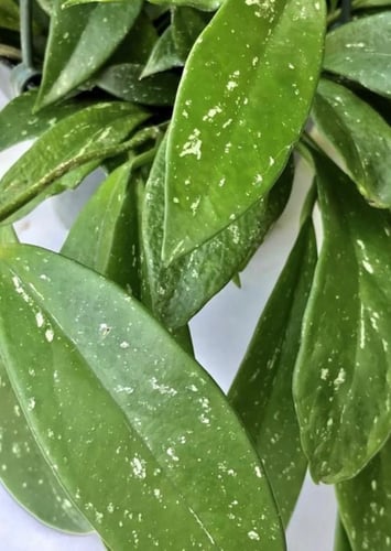 Hoya Pubicalyx -هويا بوبيكاليكس