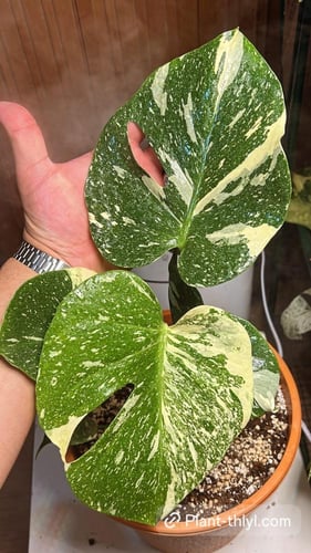 Monater Thai Constellation | High Variegation