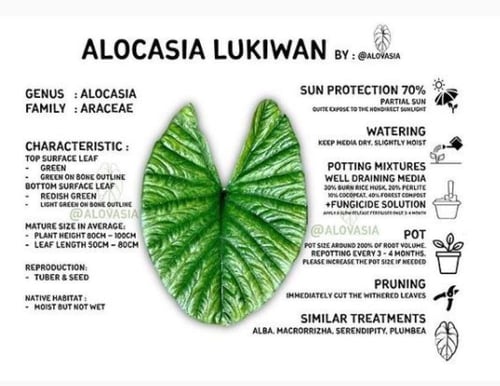 Alocasia Lukiwan - ألوكاسيا لوكيوان