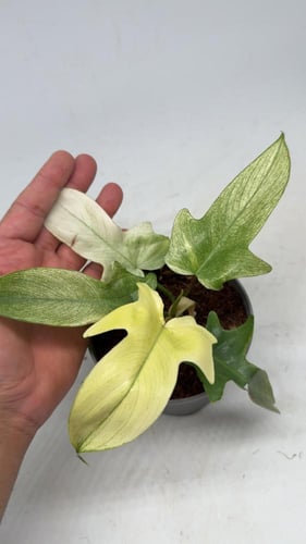 Philodendron Florida Ghost Mint - فيلوديندرون فلور...
