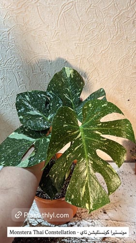 Monater Thai Constellation | High Variegation