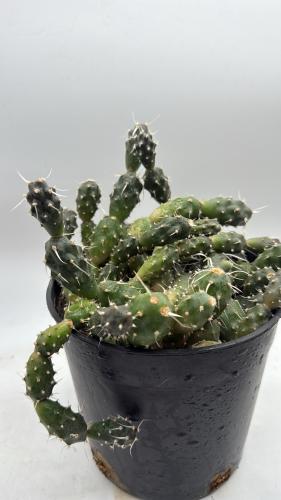 Tephrocactus Articulatus Var. Oligacanthus