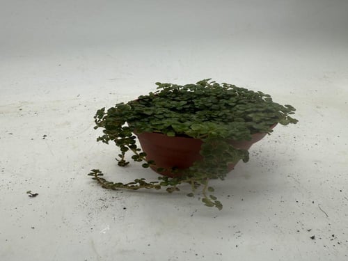 Pilea depressa -بيليا دبريسا