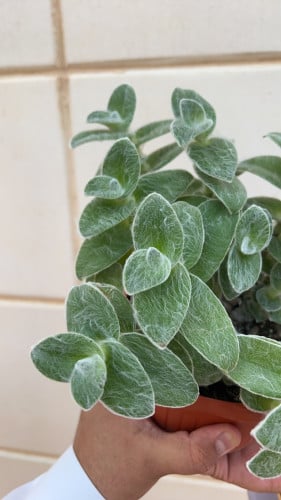 Tradescantia Sillamontana- ترادسكانتيا سيلامونتانا