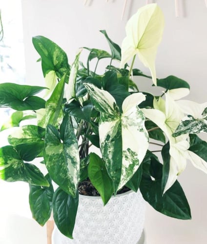 Syngonium Albo Variegated – سينقونيوم ألبو فرقيتد