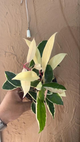 Hoya Tricolor Carnosa Krimson Queen Variegated - ه...