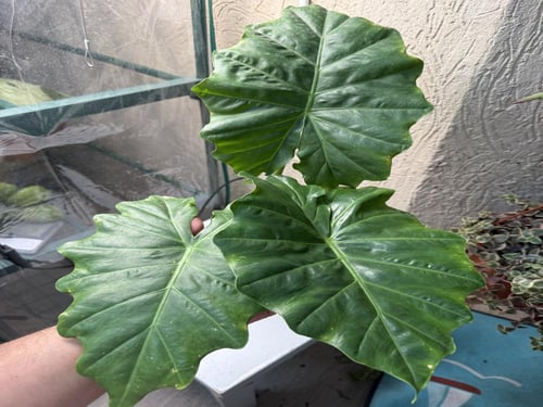Alocasia Portodora - ألوكاسيا بورتودورا