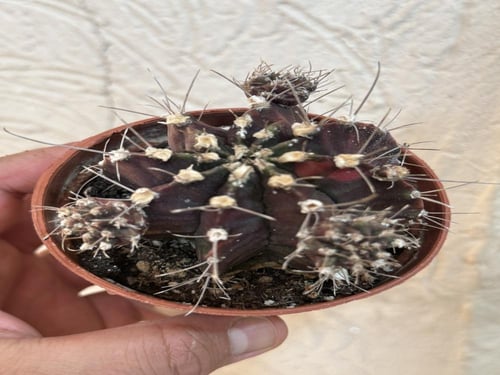 Gymnocalycium Mihanovichii Variegated - جيمنوكالسي...