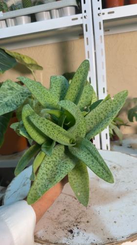 Drimiopsis kirkii – دريميوپسيس كيركي