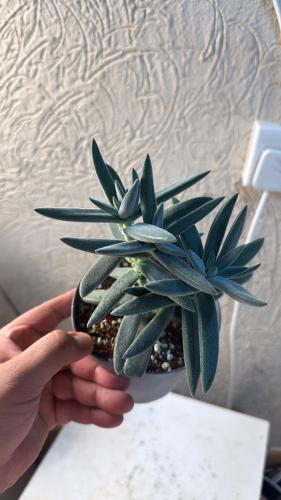 كراسولا تينيلي- Crasula Tenelli