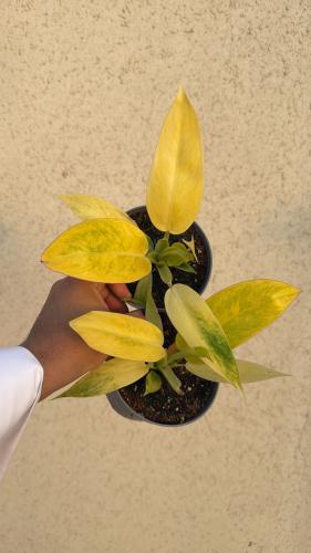 Philodendron Calkins Gold – فيلوديندرون كولكنز قول...