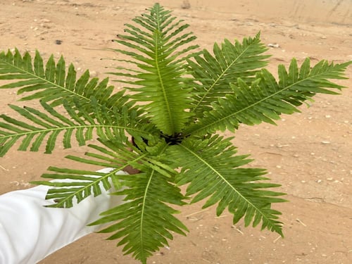 Oceaniopteris gibba- أوشنيوبتريس جيبا