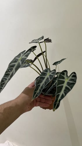 Alocasia Bambino - ألوكاسيا بامبينو