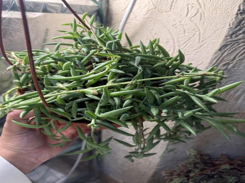 Senecio Radicans - سينيسيو راديكانس