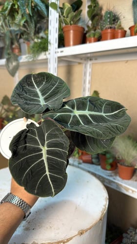 Alocasia black velvet - الوكاسيا بلاك فلفت