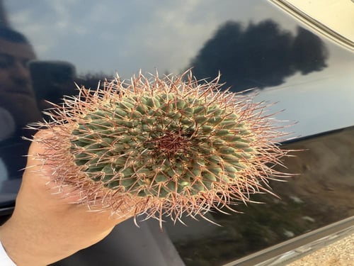 Mammillaria spinosissima ‘Rubrispina’