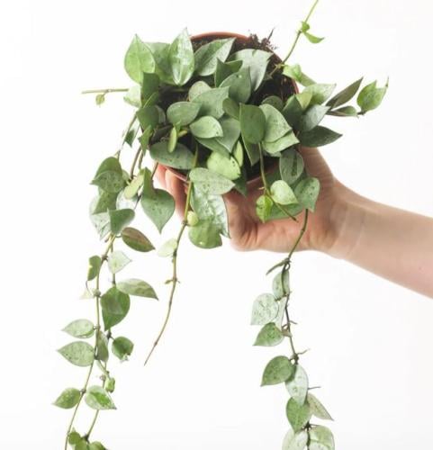 Hoya krohniana Eskimo - هويا كروهنيانا الإسكيمو