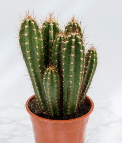 Neocardenasia herzogiana – نيوكارديناسيا هيرزوجيان...