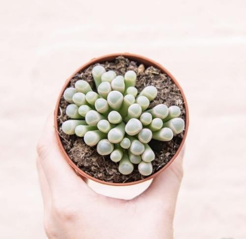 ‏ ‏Fenestraria Baby Toes - صبار نوافذ أصابع القدم...