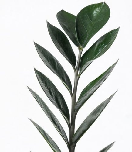 زاميا بلاك ريفن - Zamioculcas zamiifolia raven