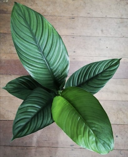 Spathiphyllum sensation - سباثفلم سنسيشن