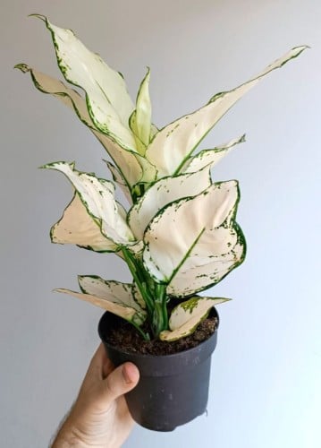 Aglaonema White Joy - اجلونيما وايت جوي