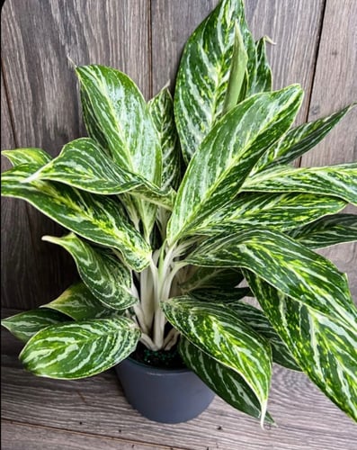 Aglaonema Golden Madonna - اجلونيما قولدن مادونا