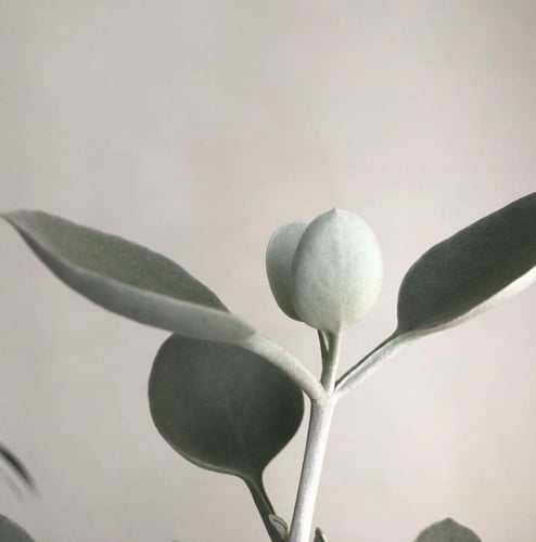 الملعقة الفضية - كالانشو براكتياتا- Kalanchoe brac...