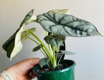 Alocasia Silver Dragon - ألوكاسيا سيلفر دراجون