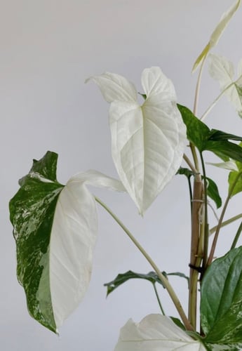 Syngonium Albo Variegated – سينقونيوم ألبو فرقيتد