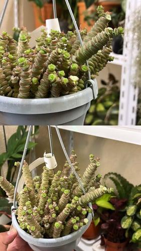 Crassula marnieriana - كراسولا مارنيريانا