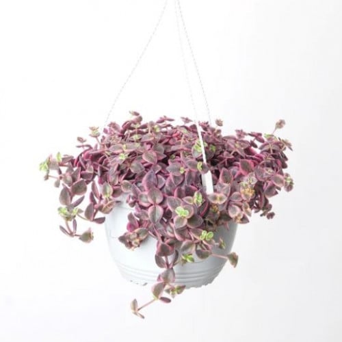 كراسولا مارجيناليس - Crassula pellucida subsp. Mar...