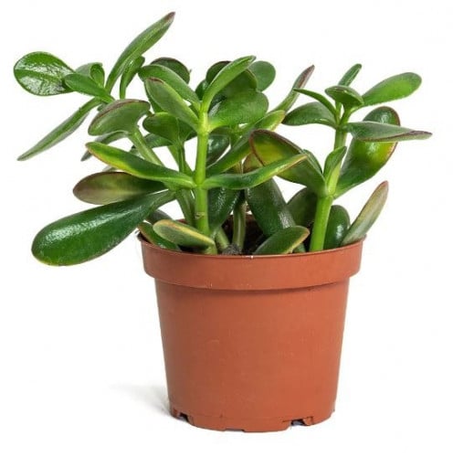 Crassula ovata Sunset - Jade Plant - كراسولا أوفات...