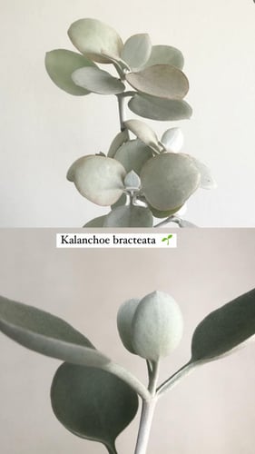 الملعقة الفضية - كالانشو براكتياتا- Kalanchoe brac...