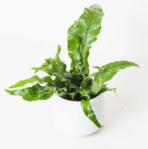 Microsorum musifolium Crocodyllus - سرخس التمساح