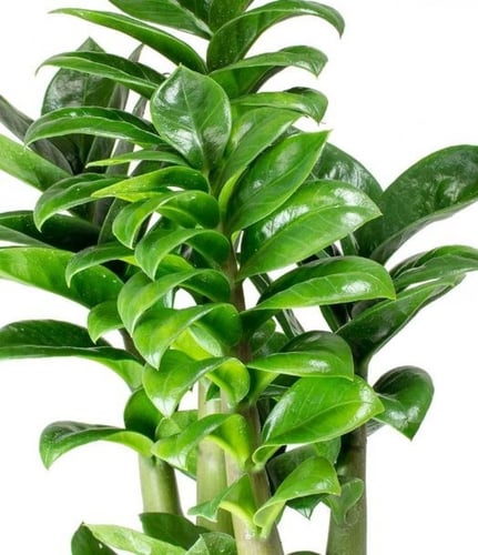Zamioculcas zamiifolia Zenzi - زاميا قزمية